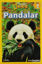 Picture of Pandalar
